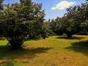 eine Reihe von Apfelbäumen auf einem Feld in der Unterkunft Fairy house in Qəbələ