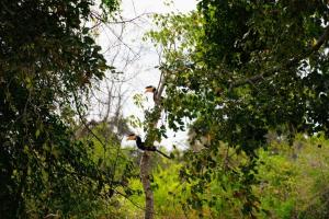 two birds are sitting on a tree branch at Surfers Park Arugambay in Arugam Bay