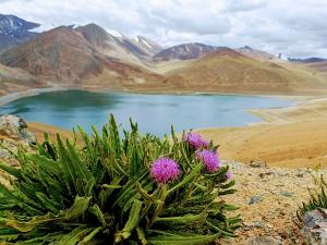 Gallery image of Camp redstart in Leh