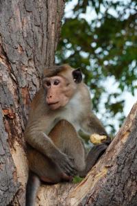a monkey sitting on the side of a tree at Surfers Park Arugambay in Arugam Bay