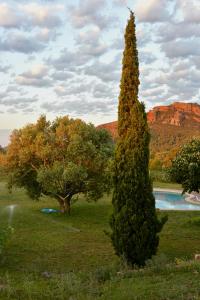 uma árvore alta num campo com piscina em L'Albaida, tranquility, views of sea and mountains em Vilanova de Escornalbou