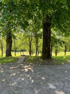 un grupo de árboles en un parque con un camino en Apartments Jezerce 28, en Jezerce