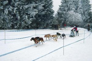 a person riding a sled being pulled by horses in the snow at Apartment in Haidm hle with balcony or terrace in Haidmühle