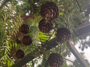 a bunch of pine cones on a tree at Hotel Amigo II in Kobuleti