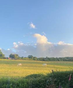 Galeriebild der Unterkunft Beautiful garden apartment with private patio and garden view in Dublin