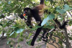 a monkey eating a carrot in a tree at CASA 24 PAX A 5 MIN DE LA PLAYA in Puerto Morelos
