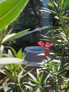 a bird bath in a garden with plants at Suite avec jardin entre Aix en Provence, Luberon et Verdon in Peyrolles-en-Provence