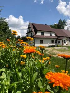 un campo de flores naranjas frente a una casa en Cichy Zakątek, en Ciche