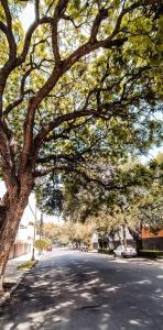 a tree hanging over a street with a road at C.-Habitación con baño privado / Centro de Coyoacan in Mexico City