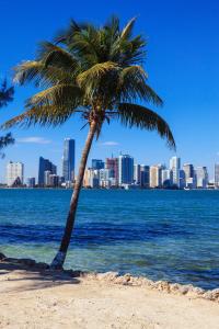 eine Palme am Strand mit der Stadt im Hintergrund in der Unterkunft Intimate Casita Mia minutes away from Airport, Calle 8, Brickell, Coral Gables, The beach and more! in Miami