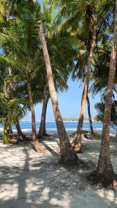 a group of palm trees on a sandy beach at Fehi Velaa Stay 