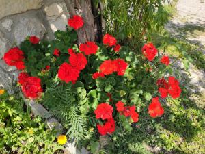 un montón de flores rojas en un jardín en Villa Erica, en Badia