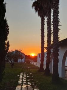 a row of palm trees in a yard at sunset at Masseria Crocco in Montalbano Ionico