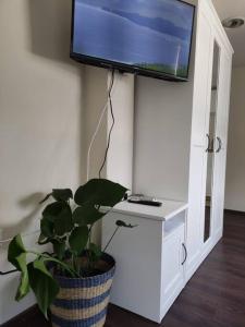 a tv on a wall with a potted plant at Studio Nina in Umag