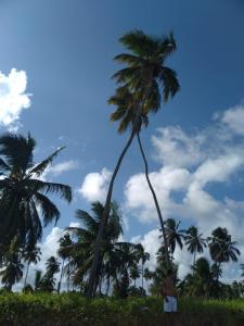 een man die naast een palmboom staat bij Aconchego da Vovó Netinha in Maragogi