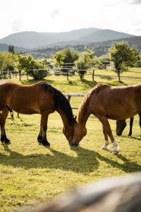 dos caballos están pastando en un campo de hierba en Ranch Terra en Irinovac