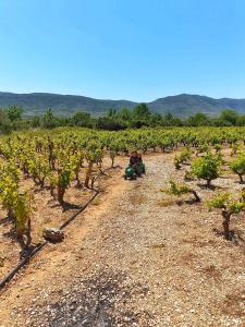 a group of people sitting in a field of vines at Guest House Kormilo in Ston