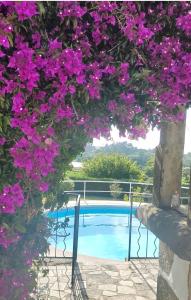 un montón de flores púrpuras colgando sobre una piscina en Quinta dos Carvalhos, en Vila Praia de Âncora