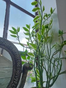 a plant in a vase next to a mirror at Cocoon Auberge in Jaipur
