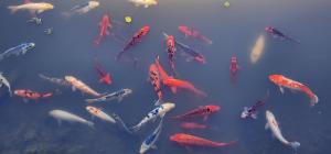 a group of koi fish swimming in a pond at Golf Club Motor Inn Wingham in Wingham