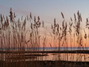 - un champ de roseaux sur la plage au coucher du soleil dans l'établissement Pérka kodumajutus, à Häädemeeste