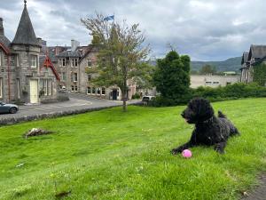 un cane nero seduto sull'erba con una palla rosa di The Bank House at Scotland's Hotel a Pitlochry