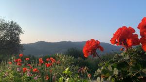 un campo de flores rojas con montañas en el fondo en U Sognu, en Muro