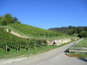 una carretera con un viñedo a un lado de una colina en Ferienwohnung am Sulzbach en Sulzburg