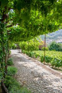 eine Reihe von Bäumen auf einer unbefestigten Straße in der Unterkunft Casa de São Bernardo by LovelyStay in Lamego