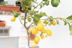 Fotografie z fotogalerie ubytování House il sogno di Mariella v destinaci Fasano