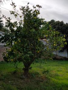an orange tree in the grass in a field at Apartments in a "VILLA VISTA JAVEA" in Jávea