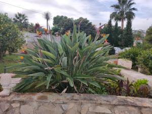 a plant in a garden next to a stone wall at Apartments in a "VILLA VISTA JAVEA" in Jávea