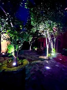 three trees with lights in a yard at night at Bac Ha Charm Stay in Bắc Hà
