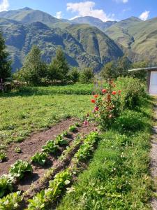 a garden with flowers and mountains in the background at Guest house Track Kazbegi in Kazbegi