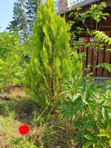 a small pine tree in a garden with a red flower at Eco dom v lesu in Bila Krynytsya