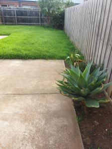 a plant in a yard next to a fence at Pacific Werribee Home 25 Min CBD Airport in Werribee