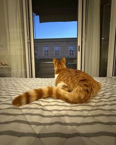 波爾托雷卡納蒂的住宿－mentamarina，一只猫躺在床上,眺望着窗外