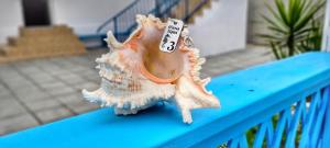 a seashell sitting on top of a blue rail at Casa Epat in 2 Mai +79 photos