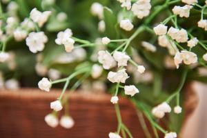 Ein Haufen weißer Blumen in einem Topf in der Unterkunft Vegan Hotel und Restaurants Nicolay 1881 in Zeltingen-Rachtig