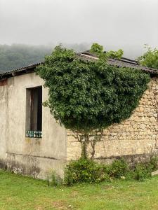 a tree growing on the side of a building with a window at best camper van in tbilisi in Tbilisi City +38 photos