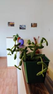 uma planta de vasos verdes sentada em cima de um balcão em Yellow em San Martín