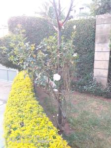 małe drzewko w ogrodzie z żółtymi kwiatami w obiekcie BERNKISH HOMES w mieście Nakuru