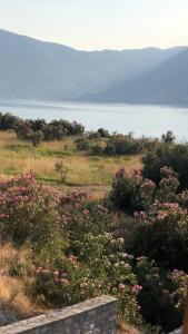 a field of flowers with the ocean in the background at Apartment R in Risan