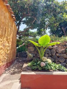 Ogród w obiekcie FINCA LA PLANTACIÓN _Agroturismo