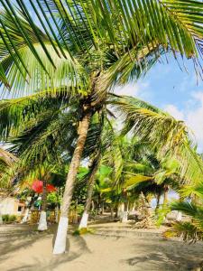 een groep palmbomen op een zandstrand bij Relax at Pier Sands Casita#1 - Close to the Beach! in Puntarenas
