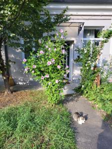 a cat laying on the sidewalk in front of a house at Quiet green oasis in city center in Cluj-Napoca