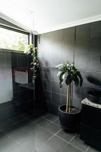 ein Badezimmer mit einer Dusche und einer Topfpflanze in der Unterkunft The Artemis Cottage in Fitzroy