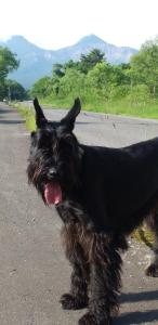 a black dog standing on the side of a road at Urabandai Cranes in Kitashiobara