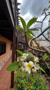 Vonkajšia záhrada v ubytovaní Aloha Home