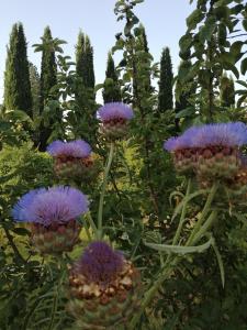 Zahrada ubytování B&B La Giara di Assisi